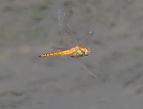 P8221561