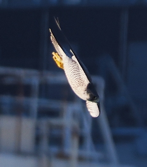 PB013954