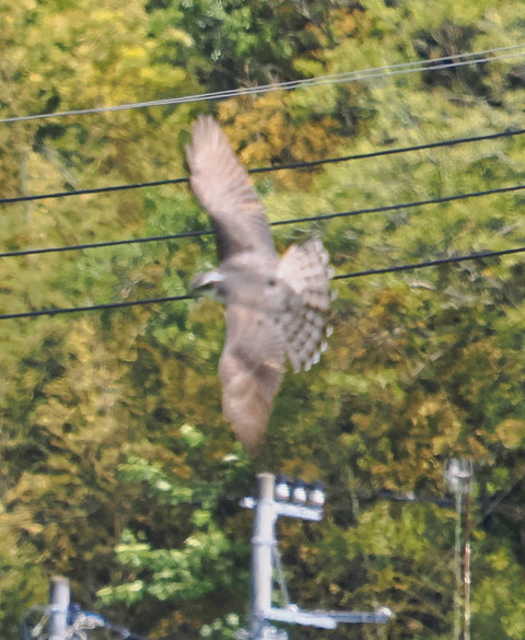 P4278431