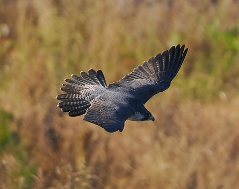 PB013590