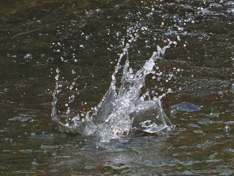 P7208393