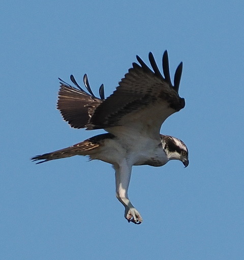 PB010886