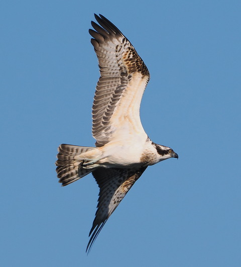 PB010946