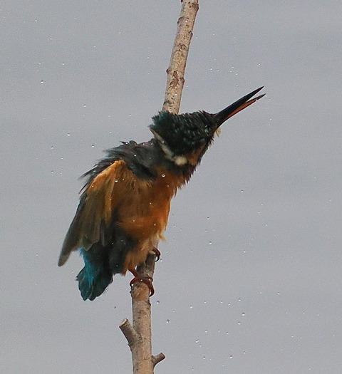 P8221385
