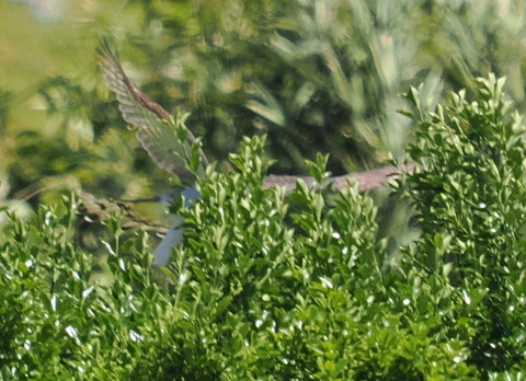 P4278462
