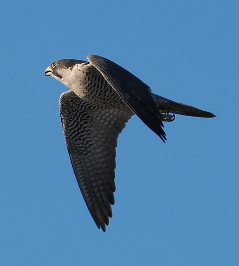 PB014063