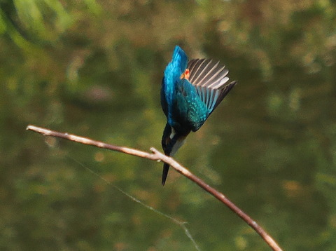 P4274664