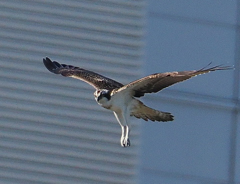 PA308805