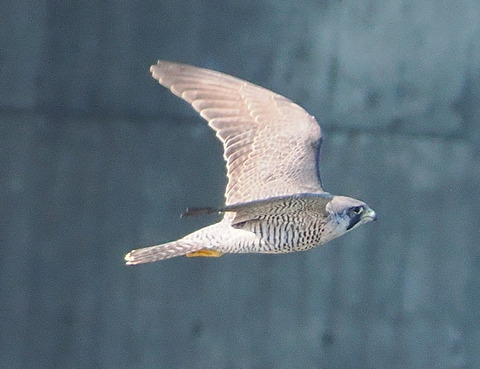 PB013649