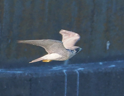PB013980