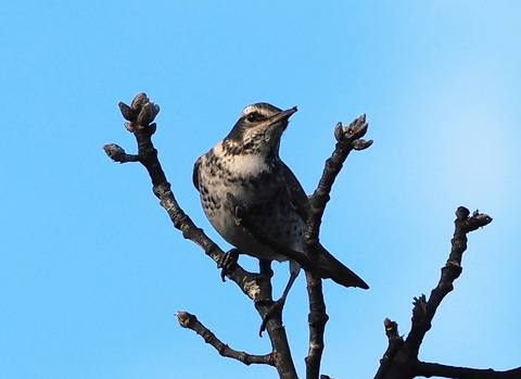 P1301380