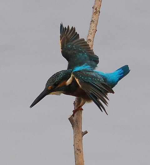 P8221421