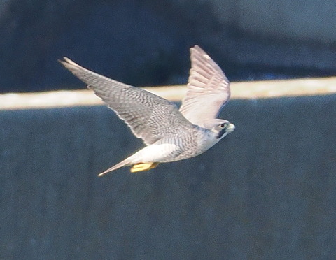 PB013987