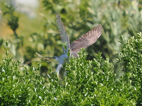 P4278461