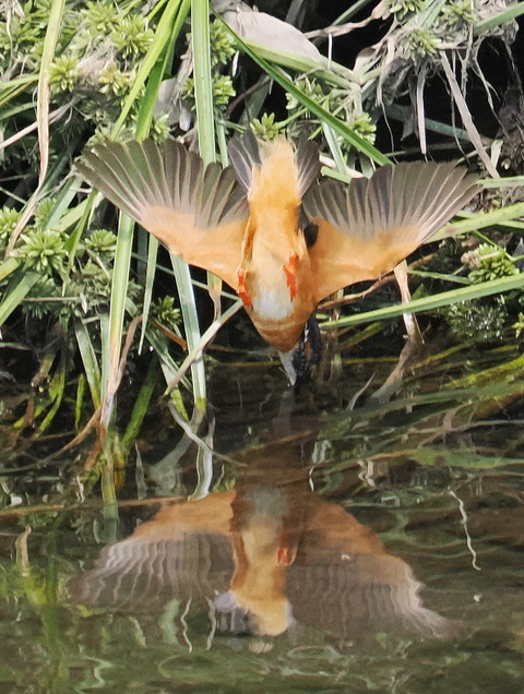 P6285826