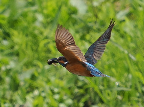 P6284735_01