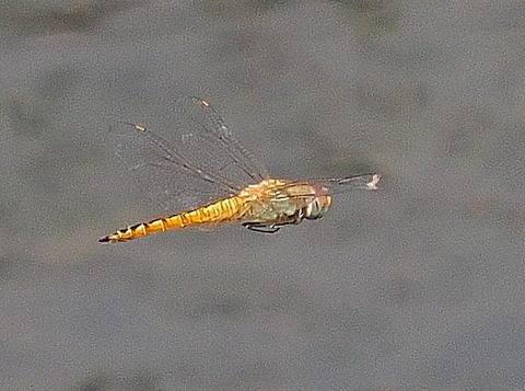 P8221559