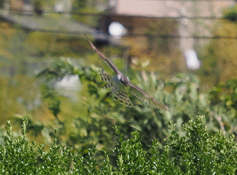 P4278448