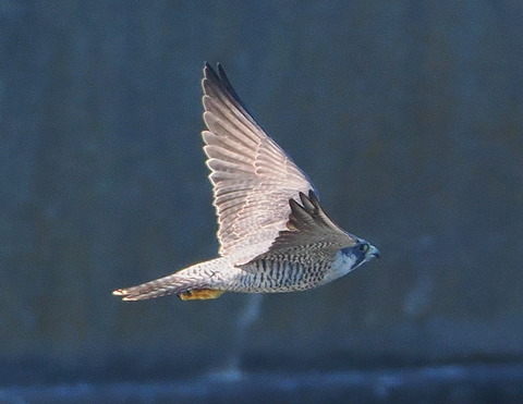 PB013629