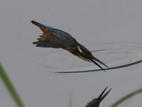 P8221339