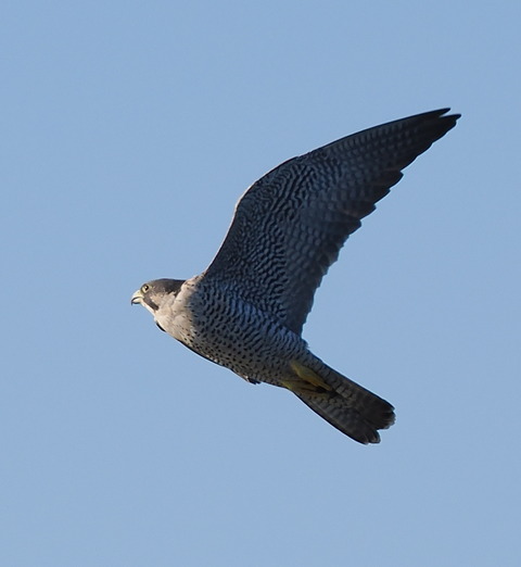 PB013562
