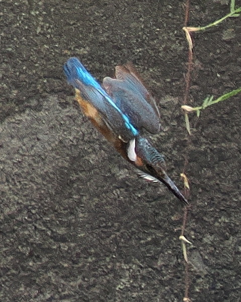 P7208865