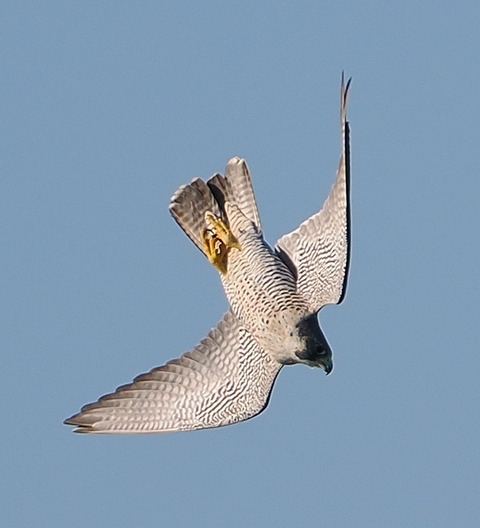PB013950