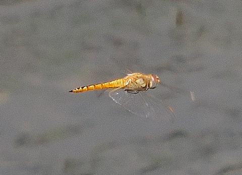 P8221560