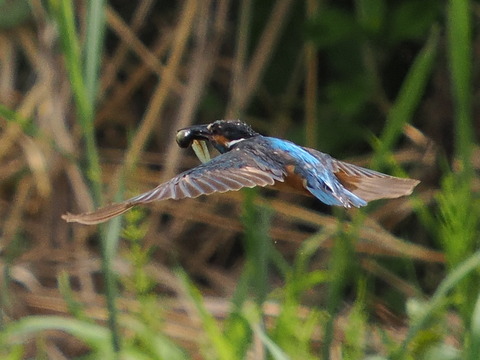 P6284758_01