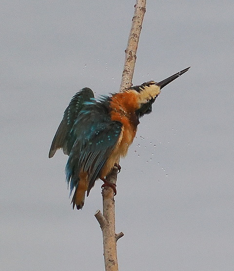 P8221384