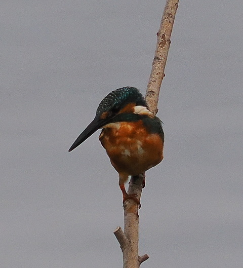 P8221418