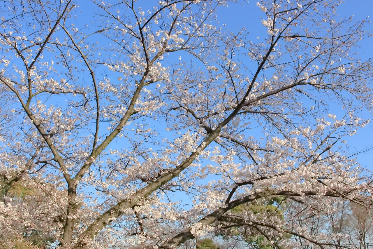 すぐお隣の勇助山公園の桜もまもなく満開に 春日井のおうちカフェでモーニング お家カフェしみず シージャの食べ歩きブログ 東海ツゥレポ