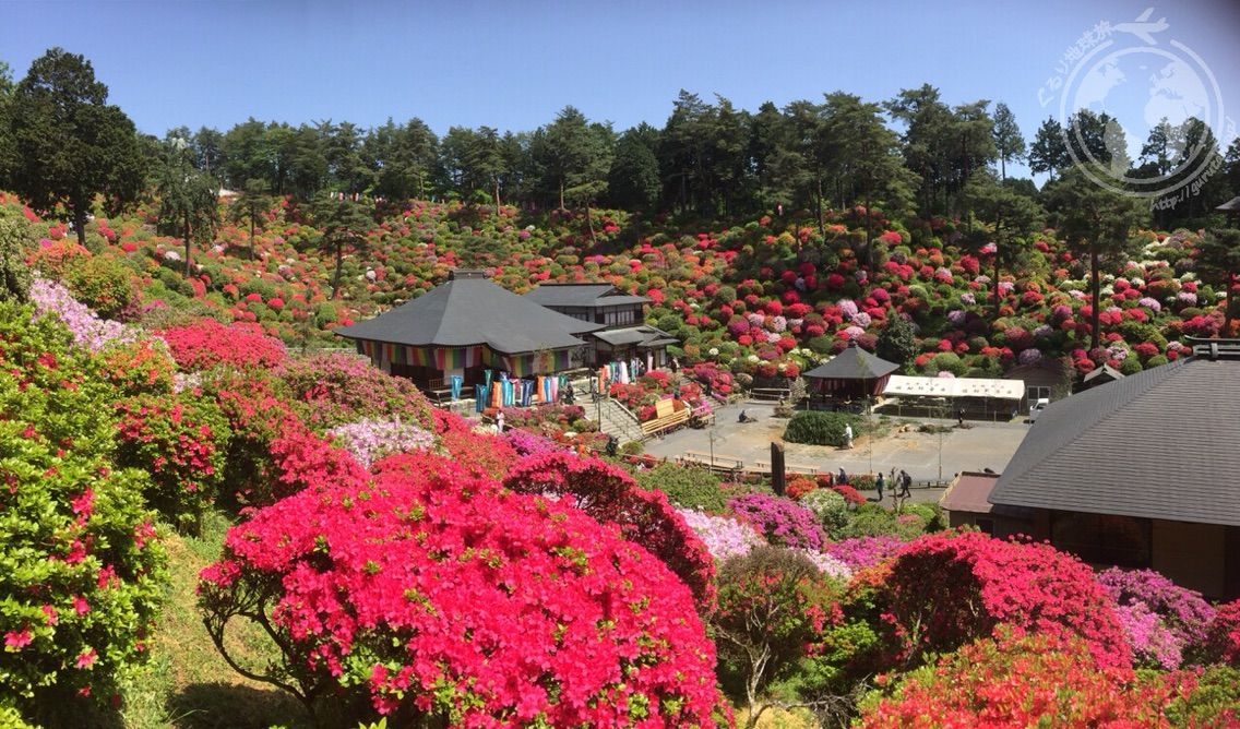 塩船観音つつじまつり 17 ぐるり地球旅 塩船観音つつじまつり 17 ぐるり地球旅