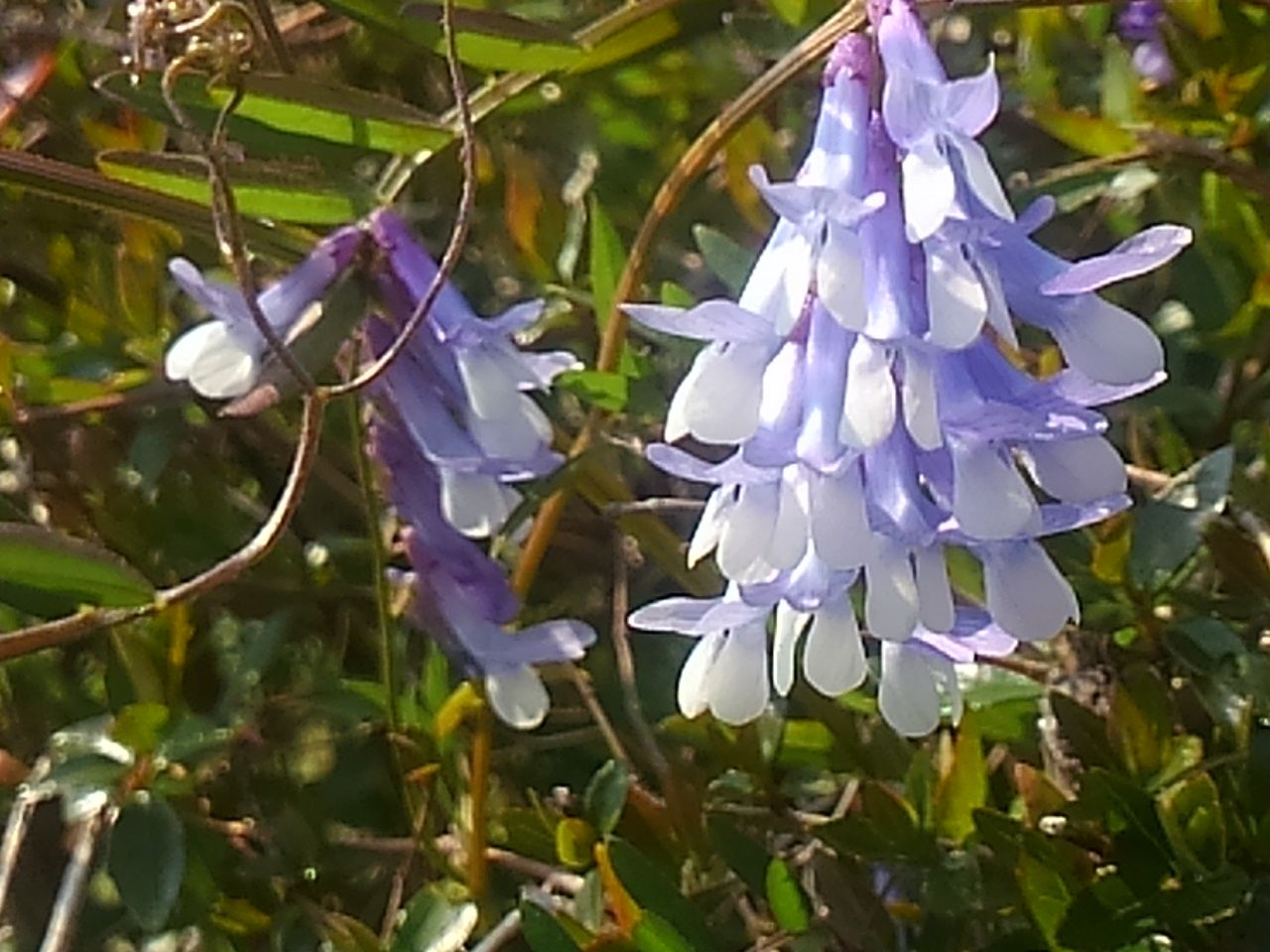 春の野の花 小さなうす青紫の可愛い花 草藤 グルぐるのblog
