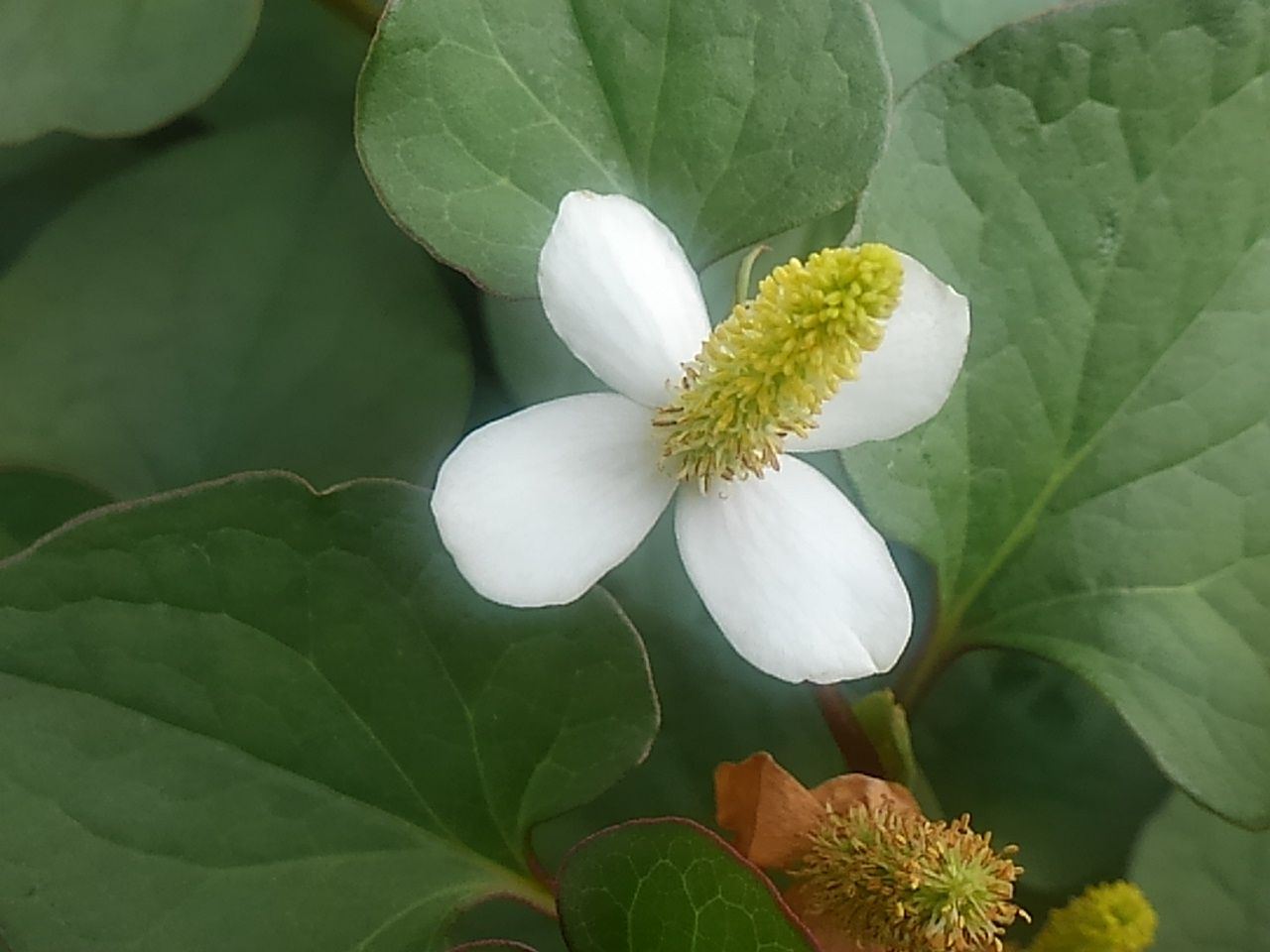 初夏の花 白い十字の可愛い花 毒痛み グルぐるのblog 初夏の花 白い十字の可愛い花 毒痛み グルぐるのblog