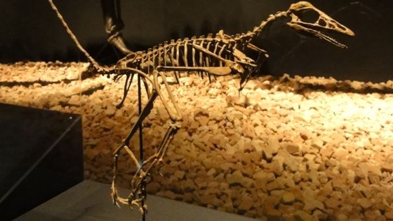 始祖鳥の骨格標本 石膏製 始祖鳥の骨格標本 石膏製 - メルカリ