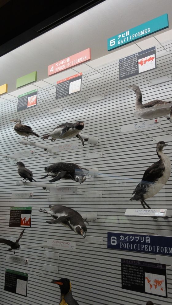 剥製 鳥 mqdefault.jpg