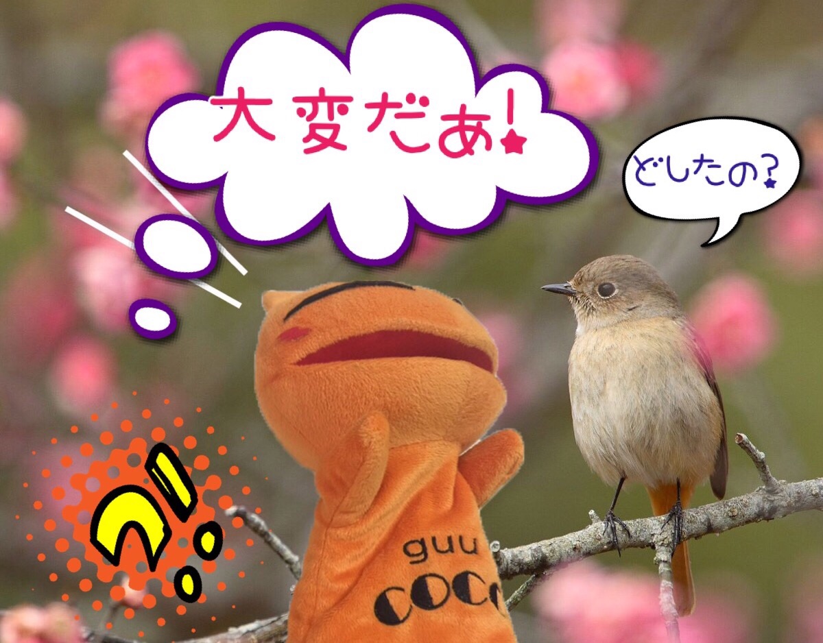 チョコモナカジャンボを食べてジャンボ宝くじ Cocoニャンブログ ほぼ京都 そして神戸ちょびっと大阪 チョコモナカジャンボを食べてジャンボ宝くじ Cocoニャンブログ ほぼ京都 そして神戸ちょびっと大阪