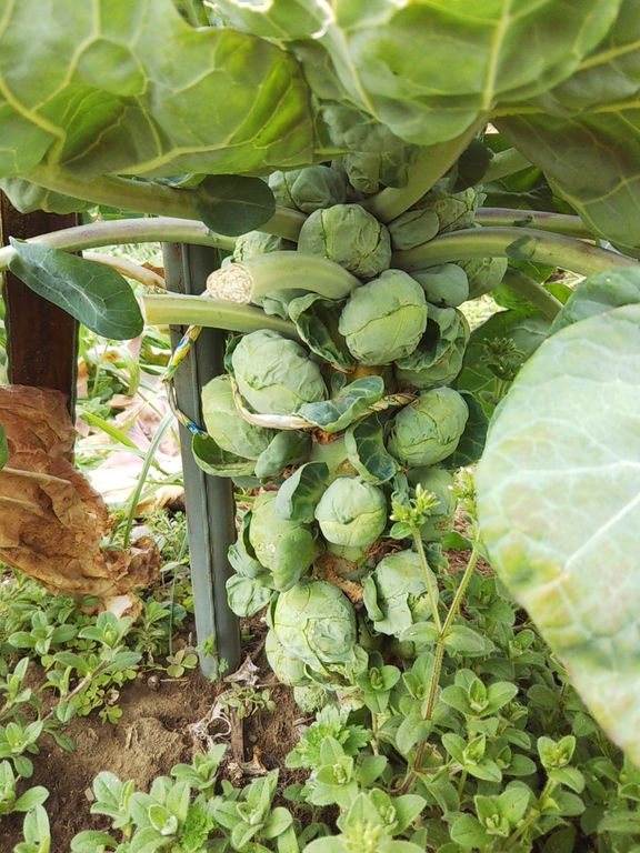 芽キャベツの収穫とハンマーナイフ Guuのひとりダッシュ村ごっこ