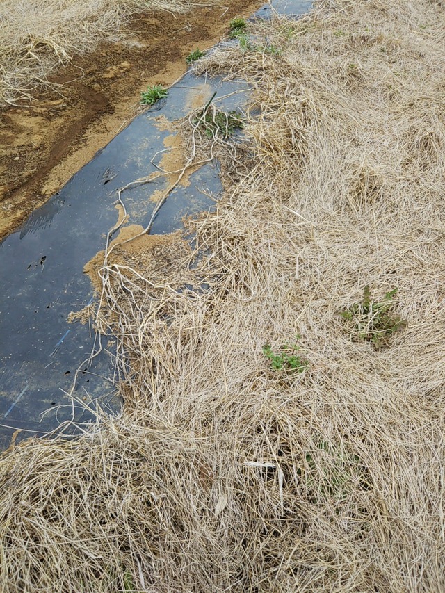 cameringo_2019-03-22 14.52.51