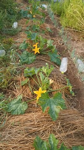 キウイの花粉採集は来年のために Guuのひとりダッシュ村ごっこ