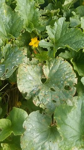 露地メロンにベト病 対策開始 手遅れかもしれないけど Guuのひとりダッシュ村ごっこ 露地メロンにベト病 対策開始 手遅れかもしれないけど Guuのひとりダッシュ村ごっこ