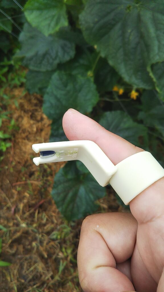 バジルは摘芯収穫をしよう Guuのひとりダッシュ村ごっこ バジルは摘芯収穫をしよう Guuのひとりダッシュ村ごっこ