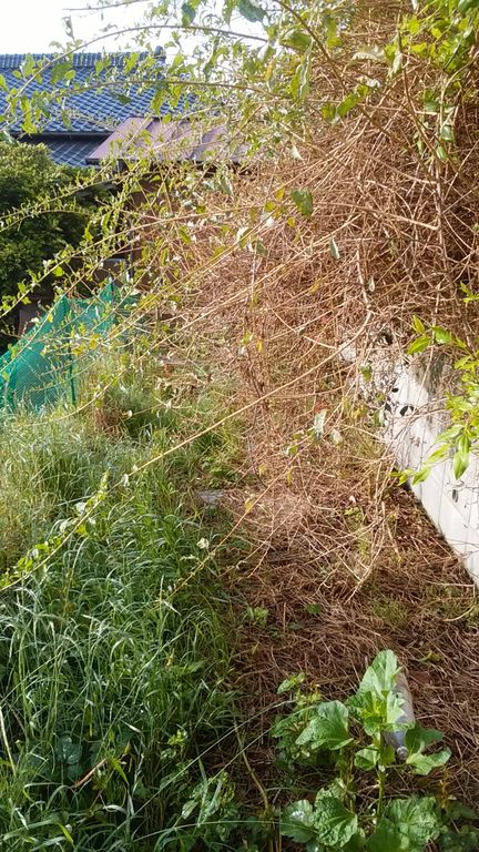 イタリアンパセリの定植と発根率100 のイチジク挿木 Guuのひとりダッシュ村ごっこ イタリアンパセリの定植と発根率100 のイチジク挿木 Guuのひとりダッシュ村ごっこ