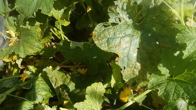 露地メロンにベト病 対策開始 手遅れかもしれないけど Guuのひとりダッシュ村ごっこ 露地メロンにベト病 対策開始 手遅れかもしれないけど Guuのひとりダッシュ村ごっこ