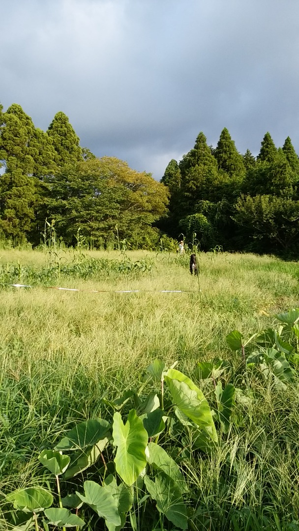 cameringo_20180814_063603