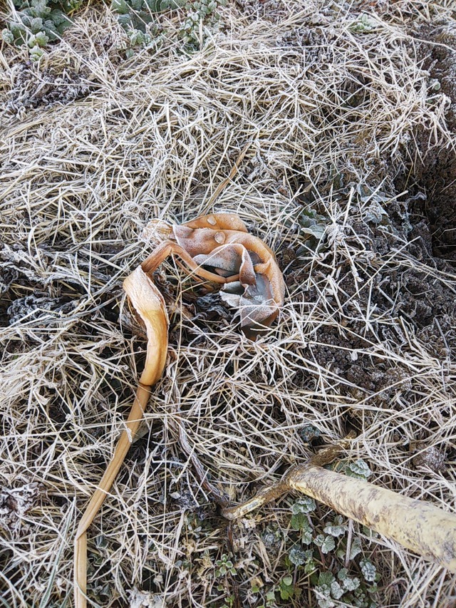 cameringo_2018-12-19 07.21.52