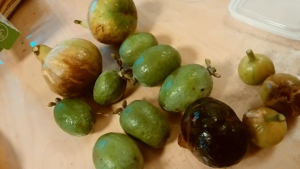 フェイジョア実生宣言 オーバーな Guuのひとりダッシュ村ごっこ