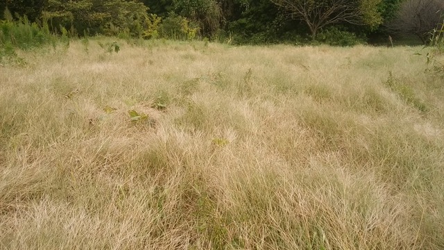 cameringo_20181003_091754