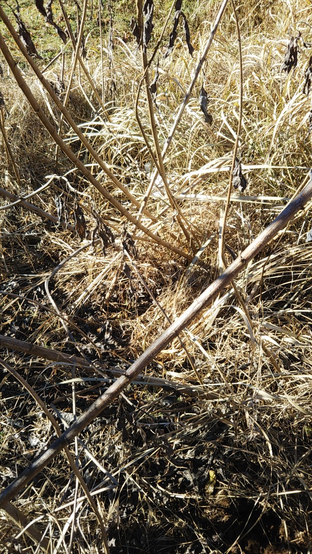 cameringo_2019-01-04 10.33.59